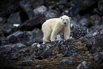 Sticker - White polar bear standing on a big rock in his habitat