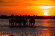 Herd of white horses galloping in the sea on coast line at the sunset in Camargue, France