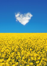 Peace For Ukraine, Yellow Field And Blue Sky With A Cloud In Shape Of A Heart, Ukrainian Flag Colors, Ukraine War Support Concept