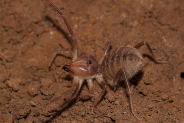 Wall Mural - Macro shot of a camel spider lying on the brown rocky ground