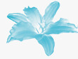 Blütentraum - Freigestellte, blau gefärbte Blume auf hellem Hintergrund