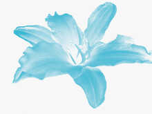 Blütentraum - Freigestellte, Blaue Blume Auf Hellem Hintergrund