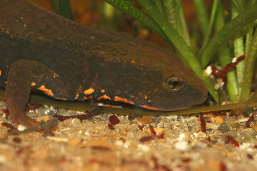 Canvas Print - Closeup on an aquatic endangered Vietnamese Tam Dao newt Paramesotriton deloustali