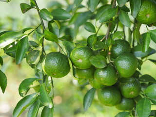 Wall Mural - Orange fruit on the tree blurred of nature background, plant