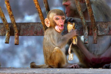 Sticker - Funny baby monkey eating a banana in Myanmar