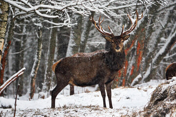 Poster - Male deer in a snowy forest in Belarus