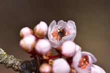 Closeup Shot Of The Pink Apricot Flowers