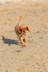 Wall Mural - A ruby puppy running 