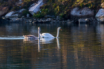 Poster - View of two swans swimming in calm water on a sunny day