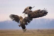 View Of Two White Tailed Eagles Are Fighting In Mid Air On A Blurred Background