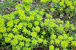Selective focus image of the Wood Spurge Euphorbia amygdaloides