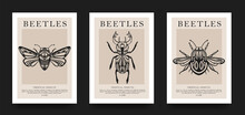 Poster Collection. Vector Detailed Sketches Of Insects With Patterns. Hand Drawing Beetles. Set Of Entomological Drawings. Beetle Outlines For Print, Banner, Poster, Tattoo, Card Design.