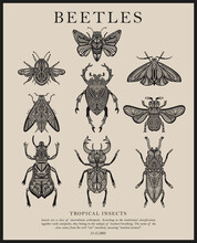 Big Collection Of Vector Insect Sketches With Patterns. Beetles And Butterflies. Set Of Entomological Drawings. Outlines Of Insects For Print, Banner, Poster, Tattoo, Card Design.