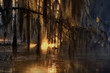 Beautiful view of the Cypress swamps, USA