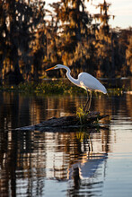 Vertical Shot Of A White Egret Bird In The Cypress Swamps, USA