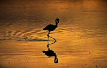 Silhouette Of A Penguin In A Lake At Sunset In Tanzania