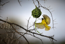 Southern Masked Weaver Bird Near Its Nest In Tanzania During Daylight