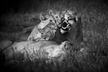 Grayscale Shot Of A Maneless Lion Family Cuddling On The Grass In Tanzania