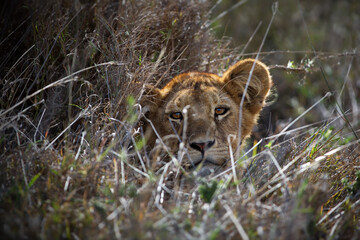 Sticker - Maneless lion's head visible through twigs in Tanzania