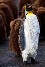 Vertical Shot Of A Fluffy Emperor Penguin In South Georgia
