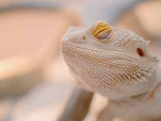 Poster - Closeup shot of a white lizard on a blurred background