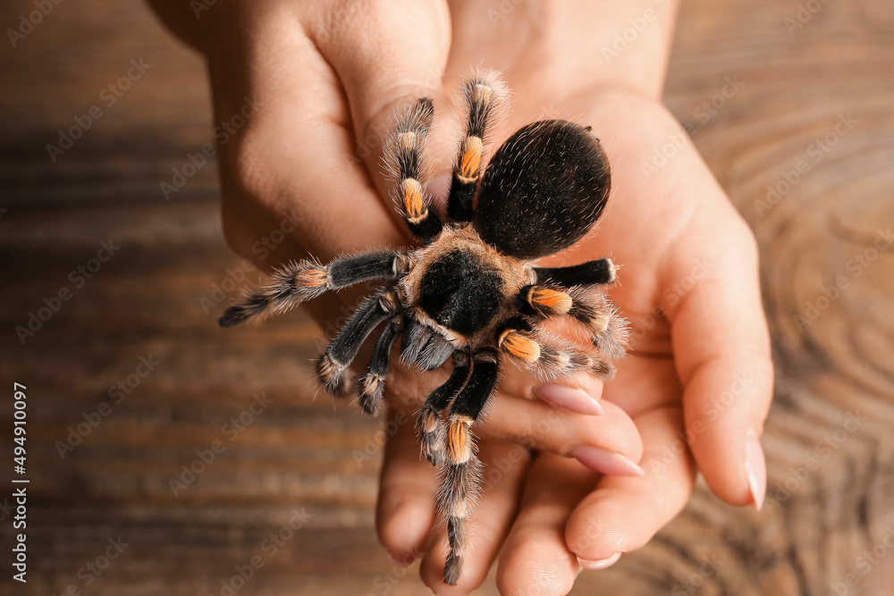 Woman with scary tarantula spider, closeup