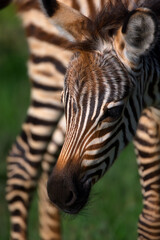 Wall Mural - Vertical macro shot of a zebra in a field in Tanzania