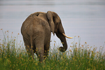 Wall Mural - Back view of a gray elephant against at lakeside in Tanzania