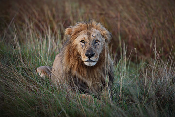 Poster - Lion lying on the grass in Masai Mara, Kenya