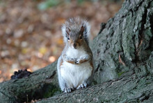 Portrait Of A Cute Gray Squirrel Staring At The Camera