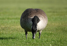 Canadian Goose Seen From The Front Eating Grass