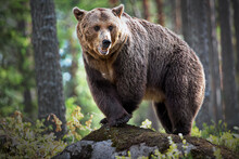 Closeup Of A Grizzly Bear On A Rock In A Forest In Finland With A Blurry Background