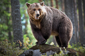 Wall Mural - Closeup of a grizzly bear on a rock in a forest in Finland with a blurry background