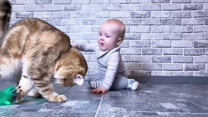 Wall Mural - Small kid playing with ginger cat on gray brick wall background. Toddler and kitten, pet friend