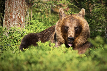 Poster - Male brown Grizzly bear laying on the grass ground and trees on a sunny day in Finland