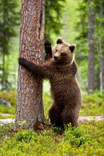 Vertical Shot Of A Brown Bear Trying To Climb A Tree In A Forest