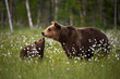 Closeup of a grizzly bear with its baby in a forest covered in dandelions in Finland