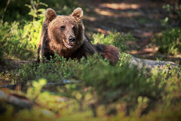 Poster - Male brown Grizzly bear laying on the grass ground and trees on a sunny day in Finland