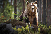 Big Brown Bear In The Forest In Finland