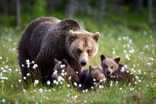 Male Brown Grizzly Bear And A Baby On The Middle Of Eriophorum Vaginatum White Flowers In Finland
