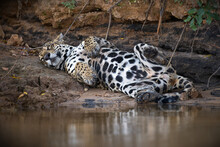 Closeup Of A Spotted Jaguar Resting On The Shore Of A Lake In Pantanal, Brazil