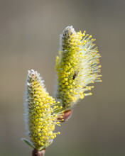 Close-up shot of a fly on salix caprea plant in bright sunlight on a blurred background