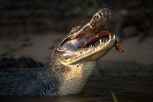 Closeup Of An Alligator Devouring Fish In A Pond In Pantanal, Brazil
