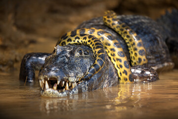 Sticker - Closeup of an anaconda snake wrapped around an alligator in a pond in Pantanal, Brazil