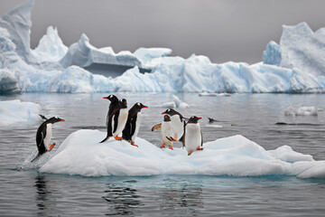 Canvas Print - View of Gentoo penguins standing on a piece of ice on a water day in Antarctica