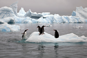 Canvas Print - View of Gentoo penguins standing on a piece of ice in the water in Antarctica