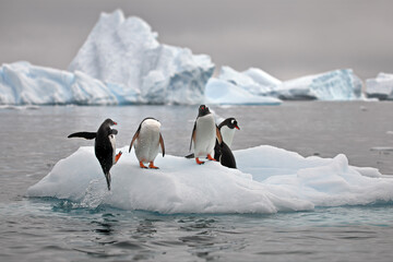 Canvas Print - View of Gentoo penguins standing on a piece of ice on a water day in Antarctica