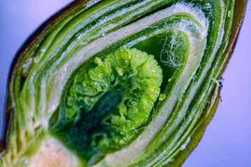 Wall Mural - A cut of a flower bud on a spring tree. View in a microscope