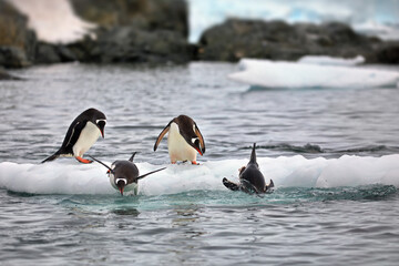 Canvas Print - Beautiful view of Gentoo penguins standing on a piece of ice on a water day in Antarctica