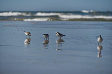 Group of seagulls perched on a wet seashore